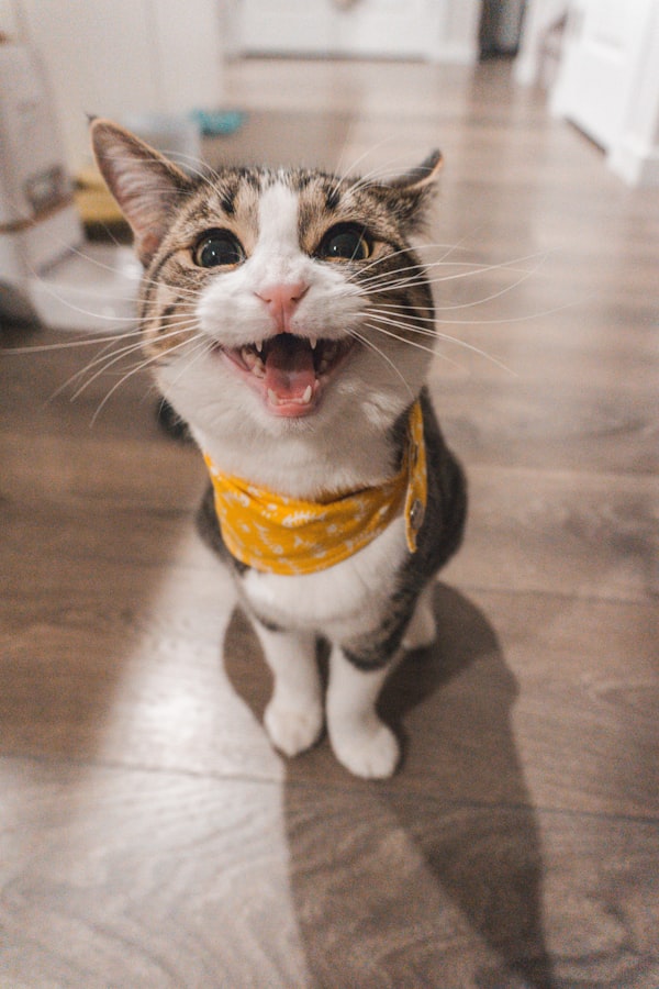 大熊猫在吃竹子