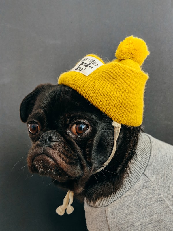 金毛犬在公园玩耍